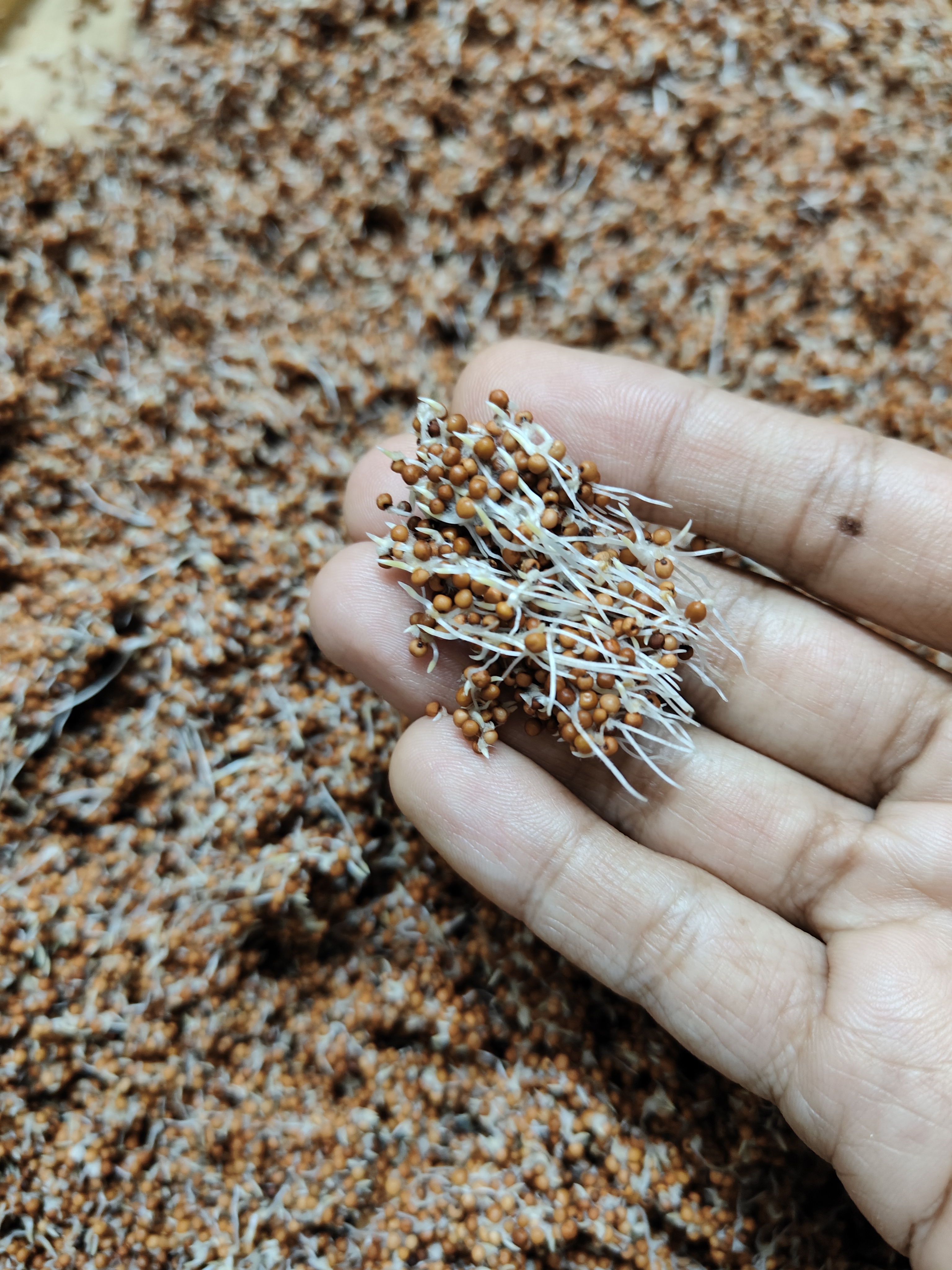 Sprouted Ragi Atta